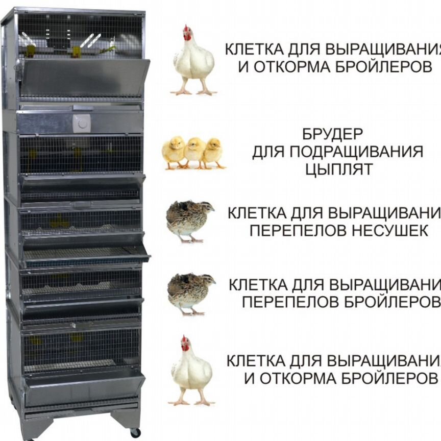 Миниферма для выращивания перепелов и бройлеров