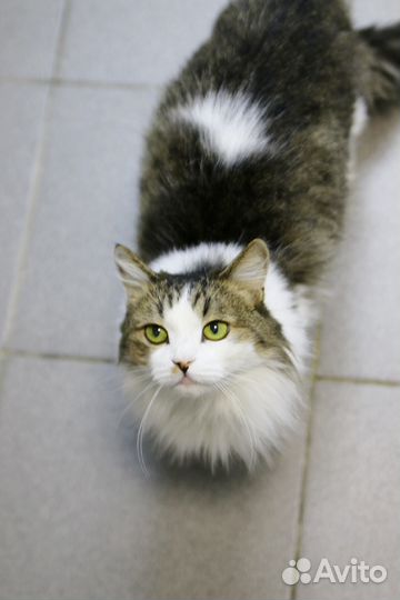 Видео.Маркиза.стерил-а