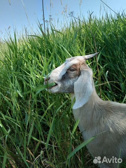 Козочка нубийская процентная