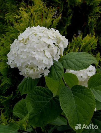 Гортензия