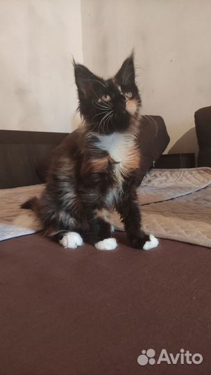 Котята мейн-кун