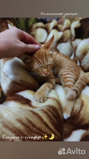 Рыжие котята