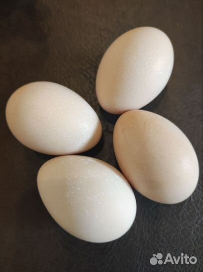 Серебряный фазан инкубационное яйцо