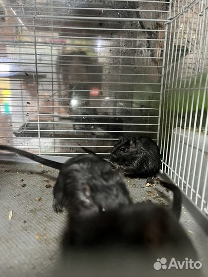 Монгольская песчанка