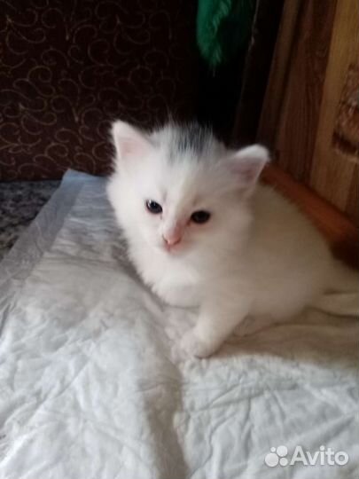 Котята