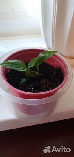 Спатифилиум. Женское счастье