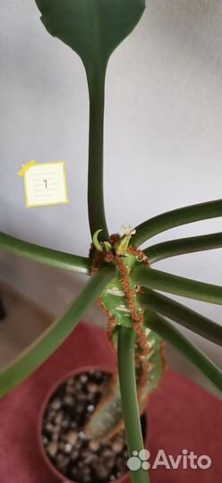 Молочай беложильчатый, высота 34 и 32 см