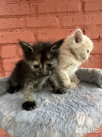 Котята ищут дом