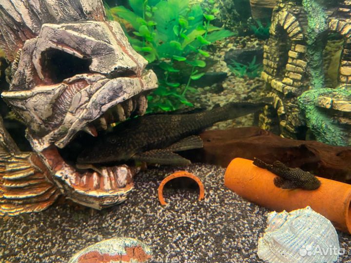 Аквариумные рыбки