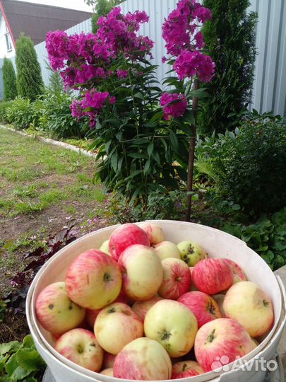 Яблоки и сок из них