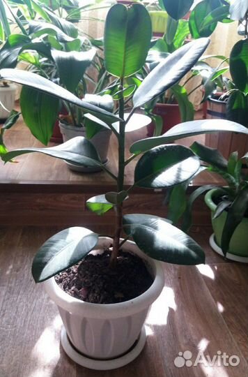 Фикус, юкка