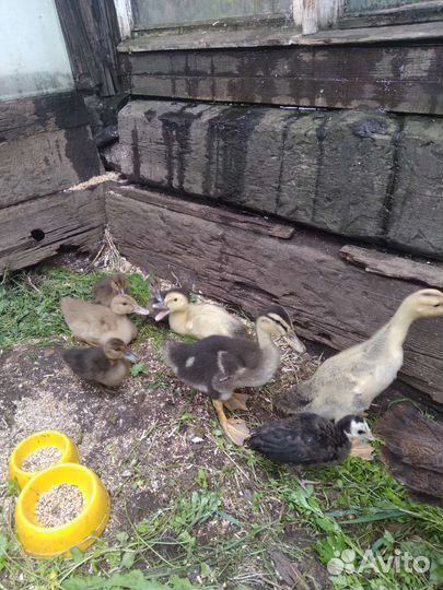 Самец цесарки,индоутята,цыплята 2 мес