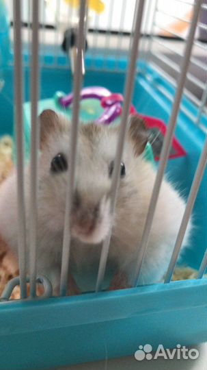 Передержка грызунов