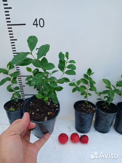 Псидиум Кетли