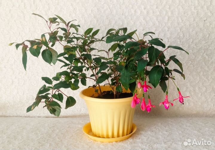 Фуксия