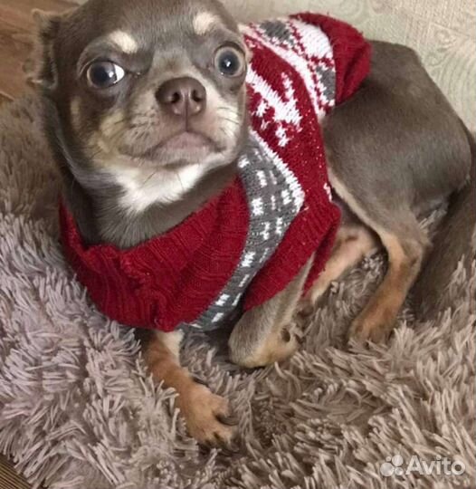 Чихуахуа вязка