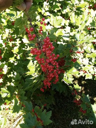 Красная смородина
