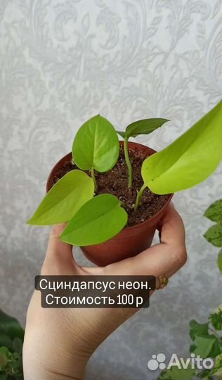 Эпипремнум, сциндапсус, филодендрон