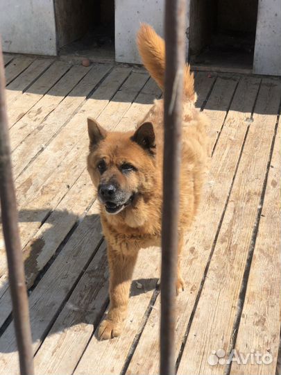 Хозяин отзовись.Я жду тебя