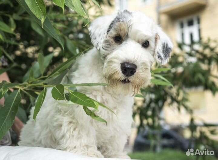 Селихем-терьер