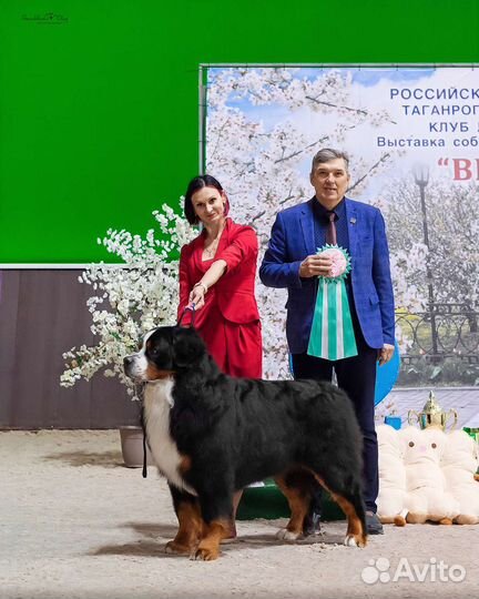 Предлагаю услуги хендлера