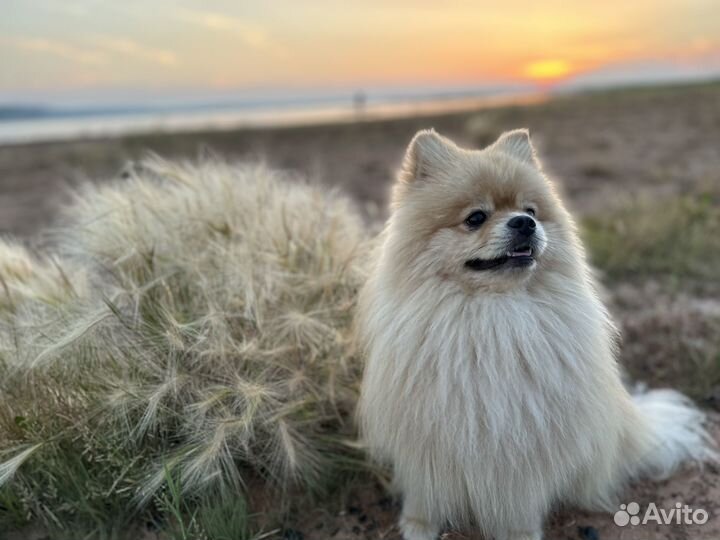 Малый немецкий шпиц, развязан. Метрика РКФ