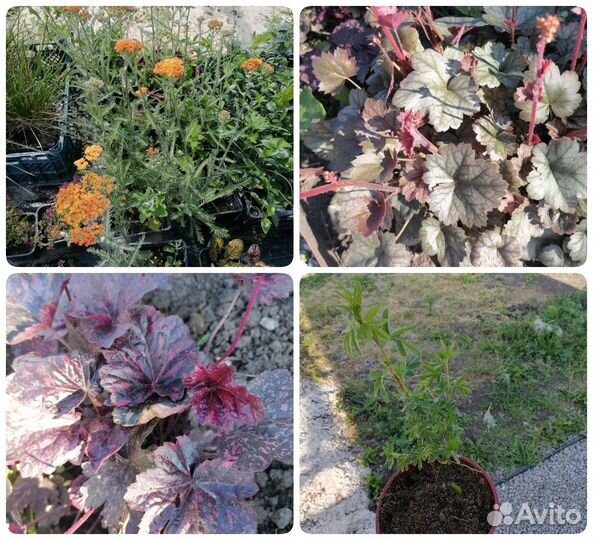 Пузыреплодник, очиток, барбарис, тысячелистник