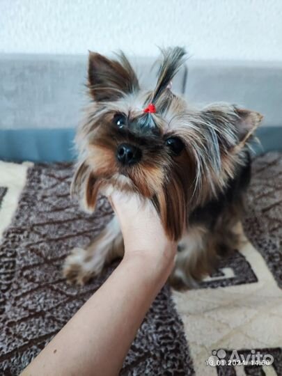 Стрижка собак, экспресс линька кошек. Грумер