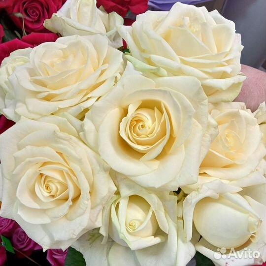 Шикарные розы