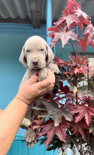 Веймаранер