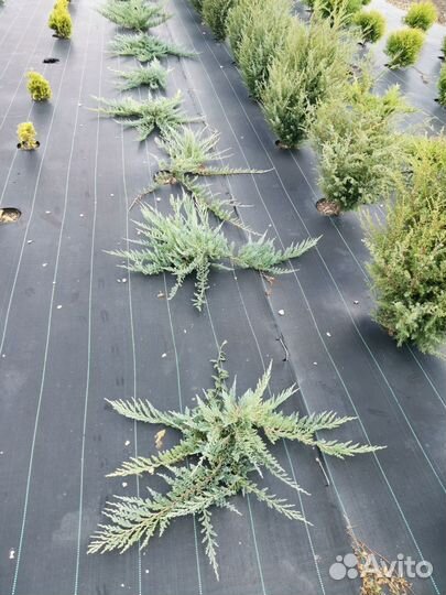 Можжевельник горизонтальный Блю Чип