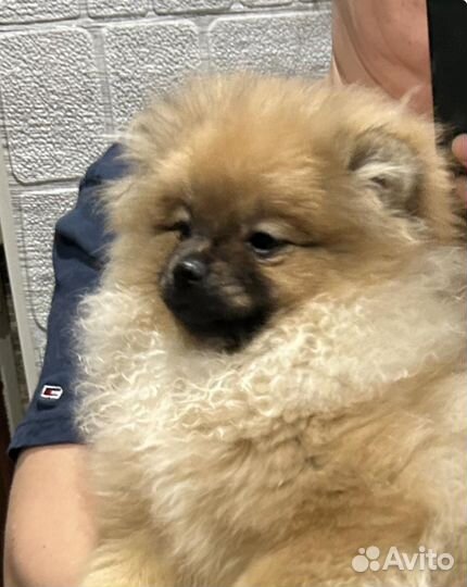 Померанский шпиц Моника