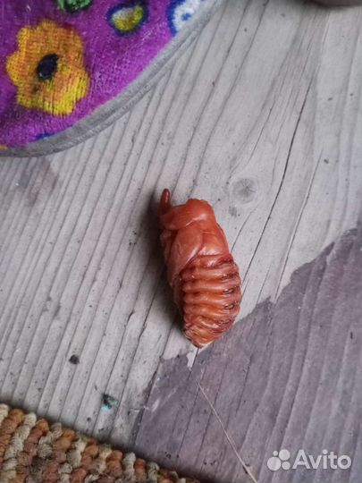 Личинки жука носорога