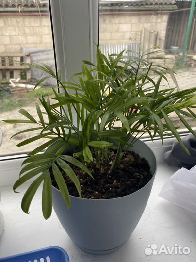 Фикус бенджамина