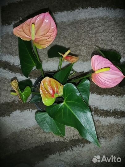 Антуриум Ванилла