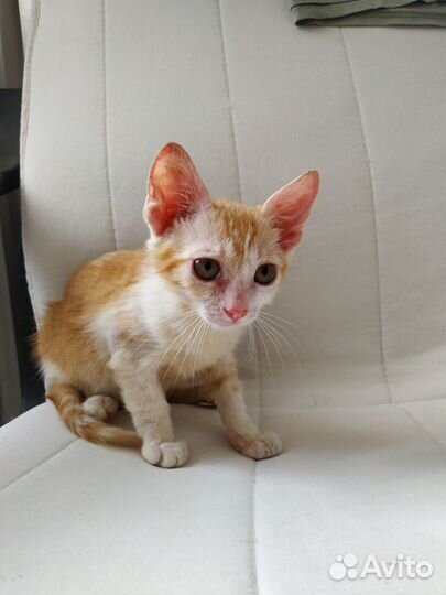 Рыжий котенок мальчик