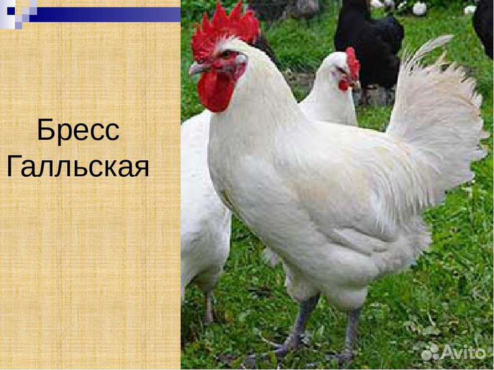 Куры /цыплята Брессгальские