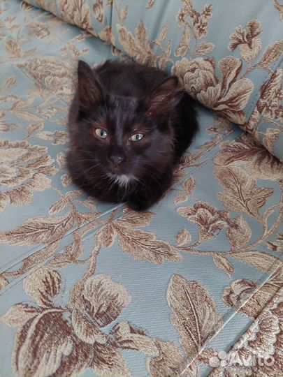 Отдам котёнка в добрые руки