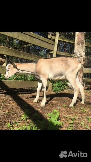 Альпийский козлик