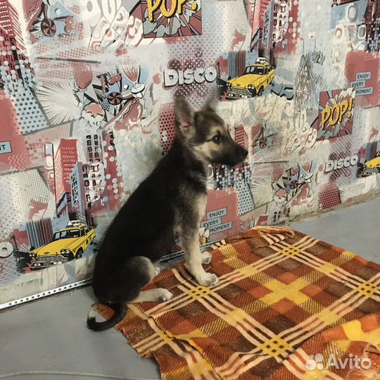 Щенок в дар