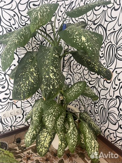 Дифенбахия