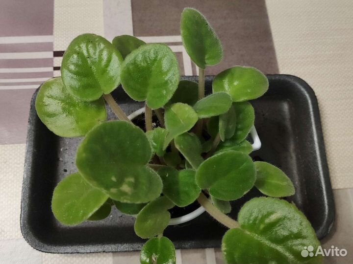 Фиалки фиолетовые(3 в 1)