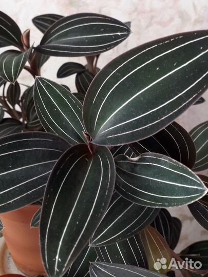 Орхидея лудизия драгоценная