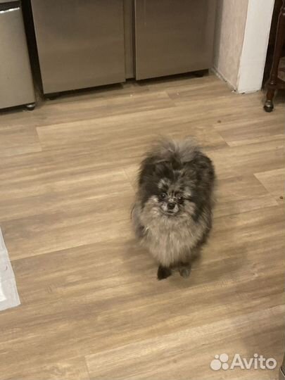 Шпиц мерле девочка мини