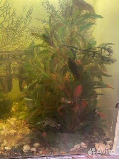 Аквариумные рыбки отдам бесплатно