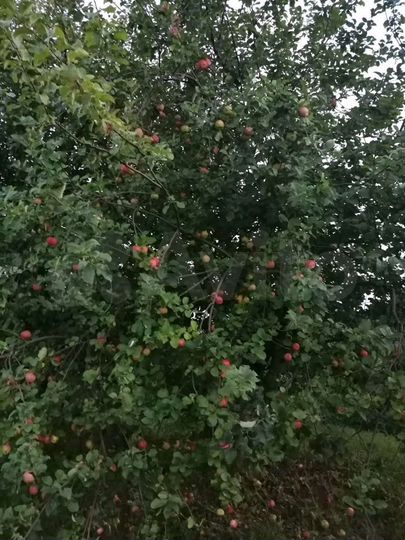 Участок 6 сот. (ИЖС)