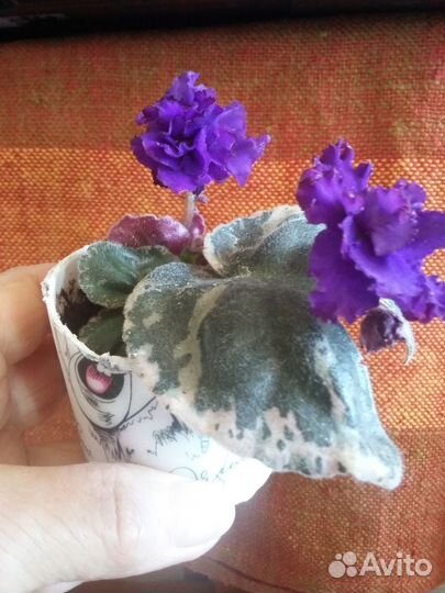 Домашние цветы