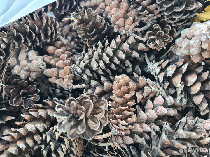 Шишки вейсмутовой сосны, набор из 10 шт