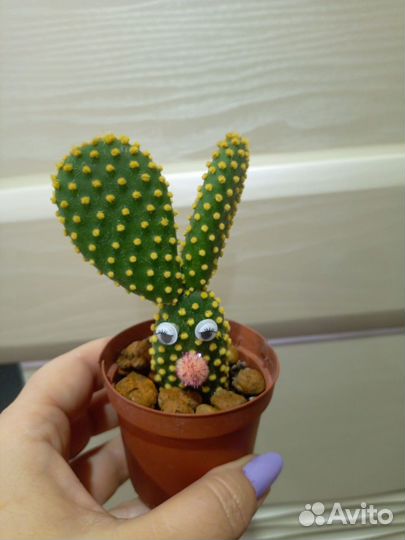 Опунция, бегония тростниковая, фикус Али