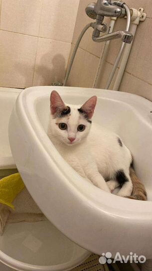 Японский бобтейл